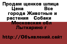 Продам щенков шпица › Цена ­ 25 000 - Все города Животные и растения » Собаки   . Московская обл.,Лыткарино г.